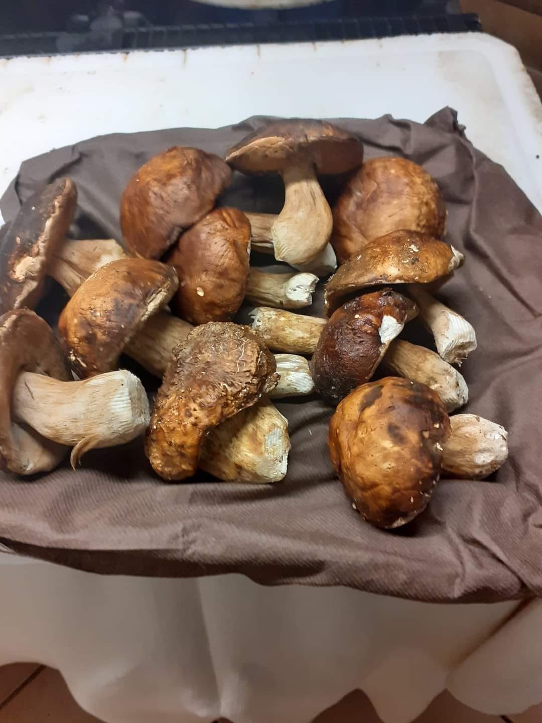 gallery_ristorante_funghi